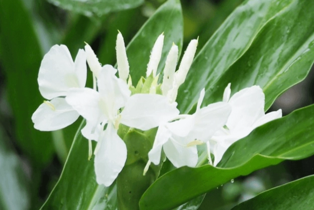 野薑花開花後護理 野薑花開花後護理