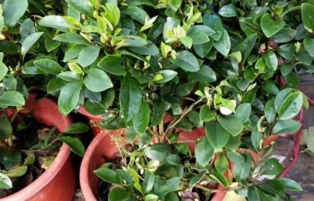 含笑花养护