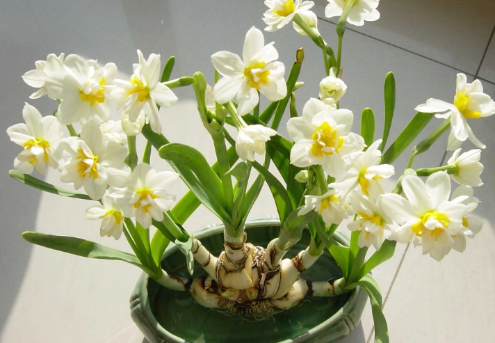 水仙花繁殖方法