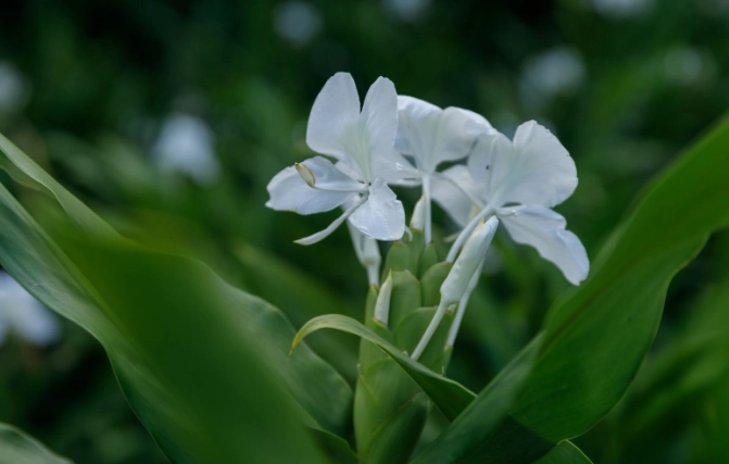 野薑花水培方法