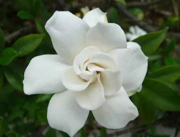 栀子花照顧 栀子花照顧