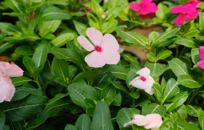長春花種植方法 長春花種植方法