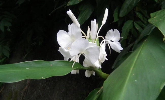 野薑花養護
