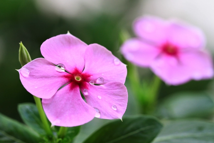 长春花播种 长春花播种