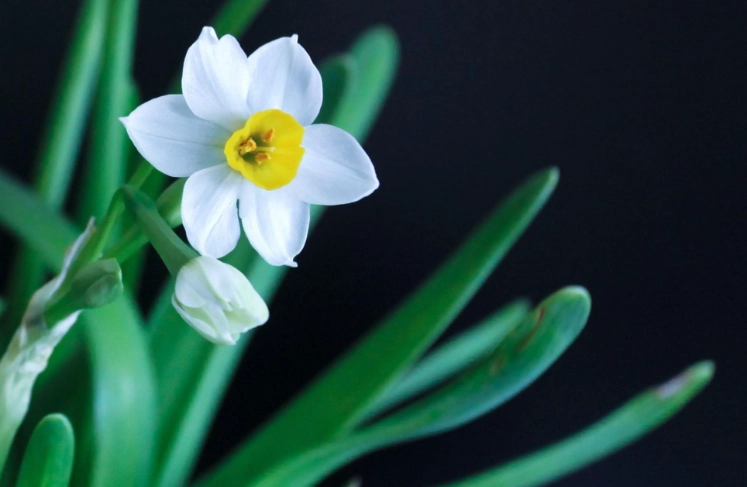 水仙花開花時間 水仙花開花時間