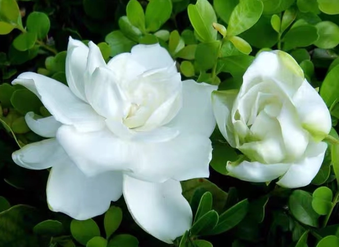 栀子花照顧 栀子花照顧
