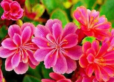 露薇花病害防治 露薇花病害防治
