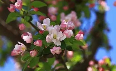 海棠花種植 海棠花種植