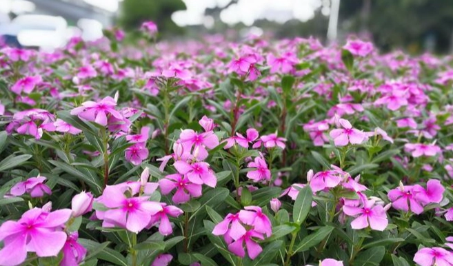 长春花扦插 长春花扦插
