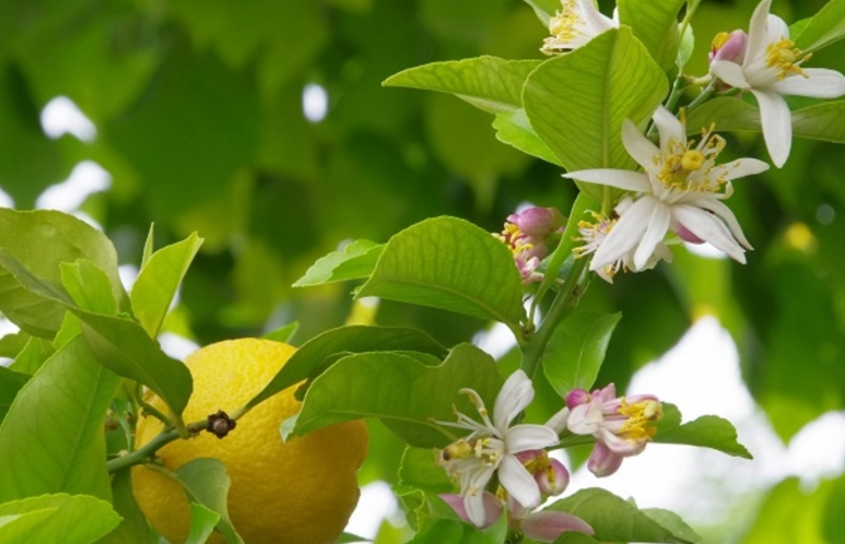 檸檬開花澆水 檸檬開花澆水