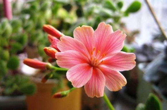 露薇花多肉種植 露薇花多肉種植