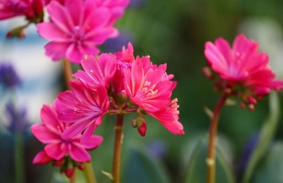 露薇花渡夏方法 露薇花渡夏方法