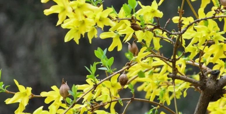 連翹花語意義 連翹花語意義