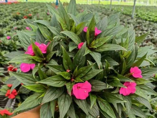 长春花种子发芽 长春花种子发芽