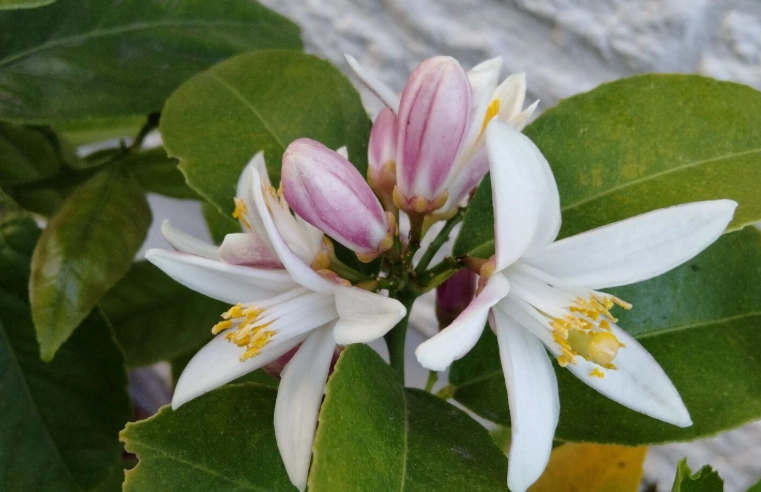 花語含義 花語含義