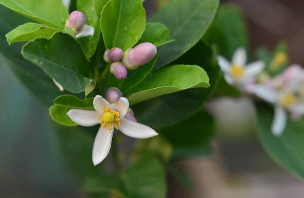 檸檬開花澆水 檸檬開花澆水