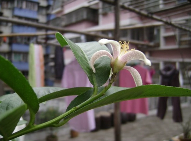 檸檬授粉 檸檬授粉