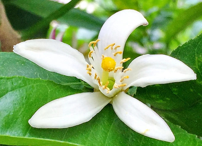 檸檬花使用方法 檸檬花使用方法