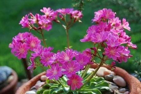 露薇花養護 露薇花養護