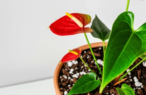 火鶴花分株 火鶴花分株