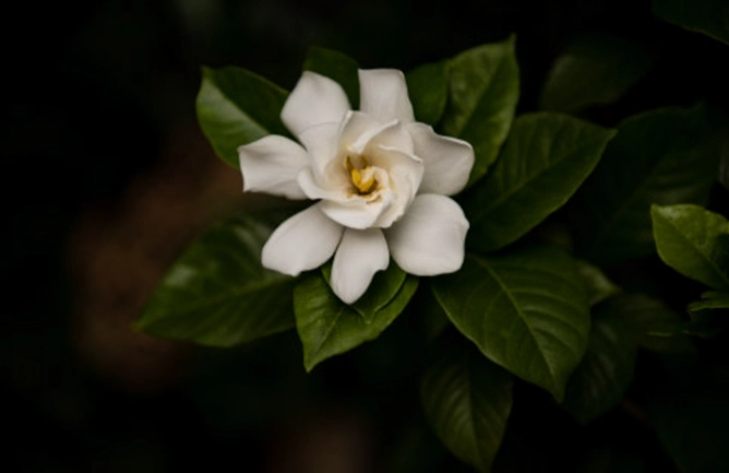 栀子花種植 栀子花種植