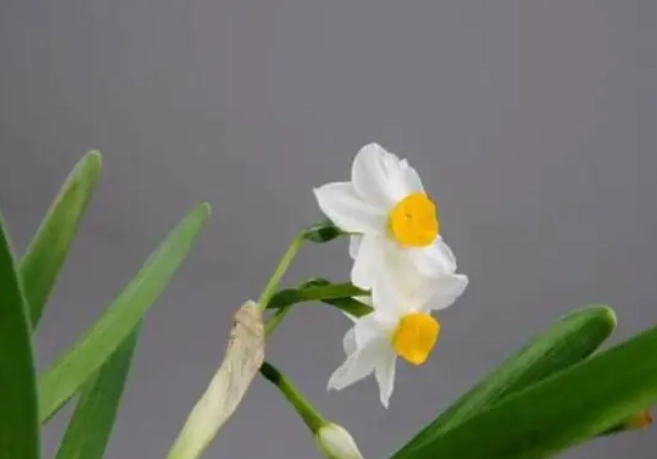 水仙花分球繁殖