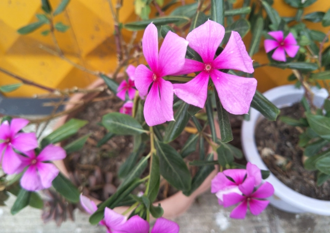 长春花扦插 长春花扦插