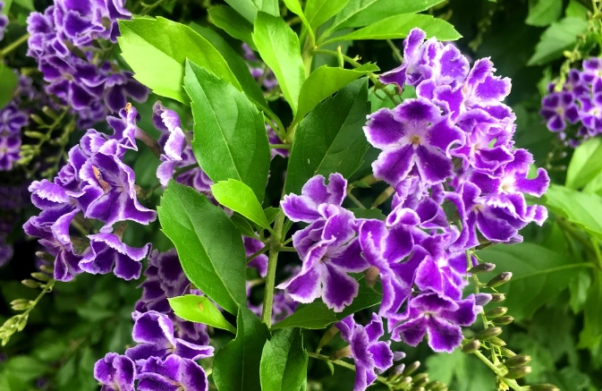 台灣連翹花種植 台灣連翹花種植