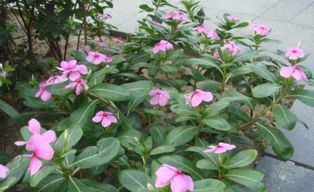 长春花种子发芽 长春花种子发芽