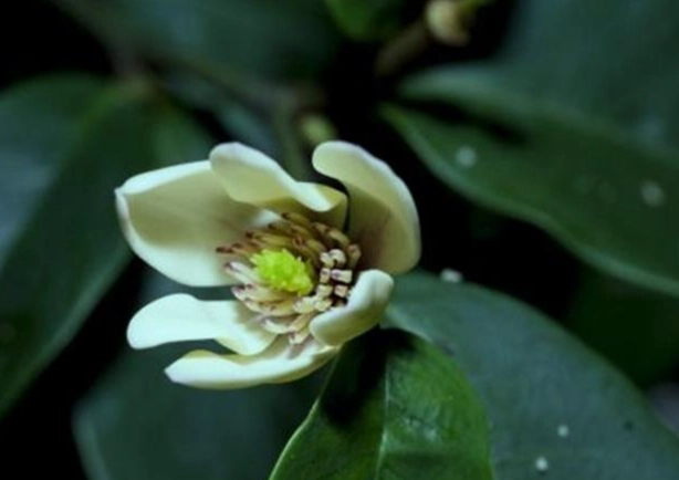 含笑花种植
