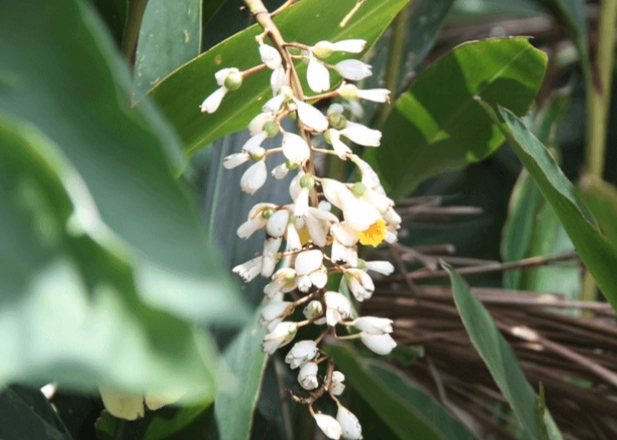 野薑花開花後護理 野薑花開花後護理
