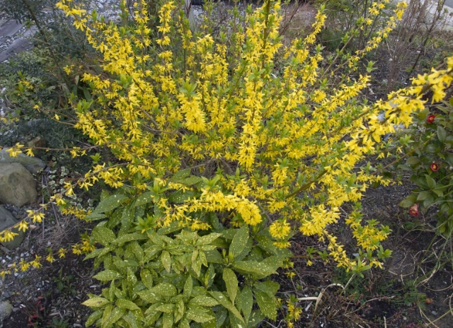 花葉連翹 養護 花葉連翹 養護