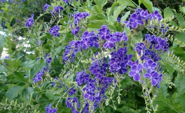 台灣連翹花種植 台灣連翹花種植