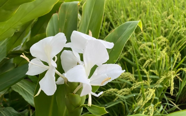 野薑花養護
