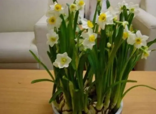 水仙花繁殖方法