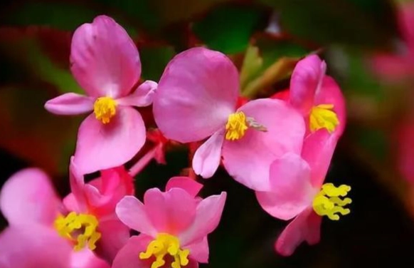 秋海棠花照顧 秋海棠花照顧