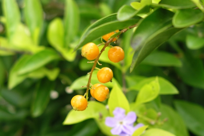 台灣連翹花功效 台灣連翹花功效