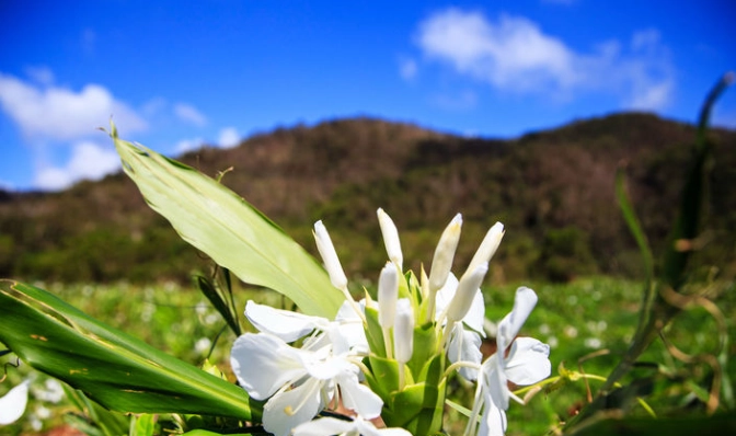 野薑花種植指南
