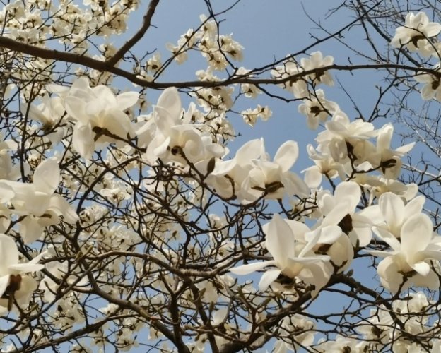木蘭花品種