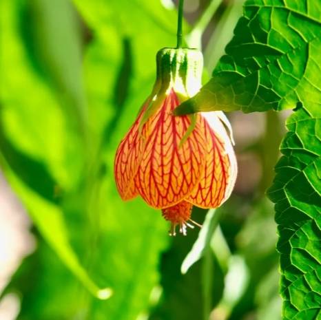 燈籠花象徵 燈籠花象徵