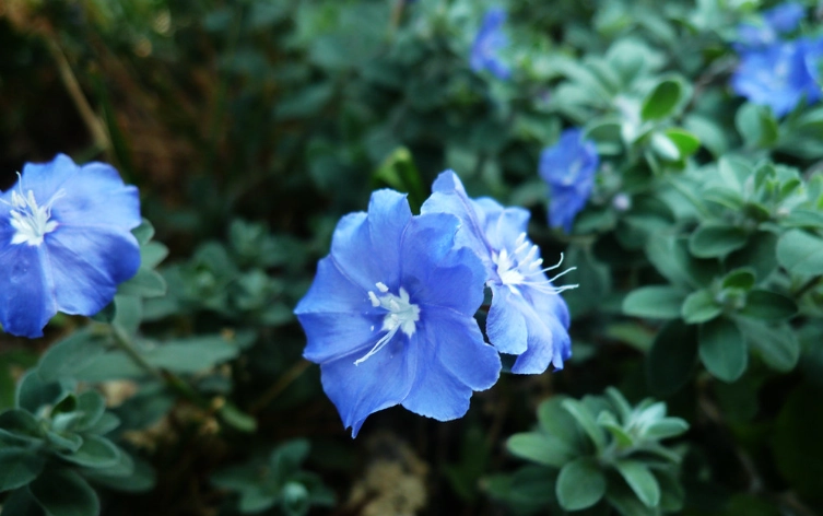 藍星花修剪方法 藍星花修剪方法