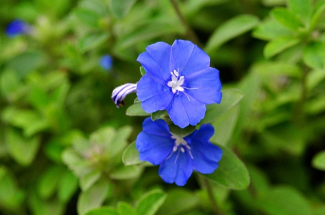 蓝星花 英文 蓝星花 英文