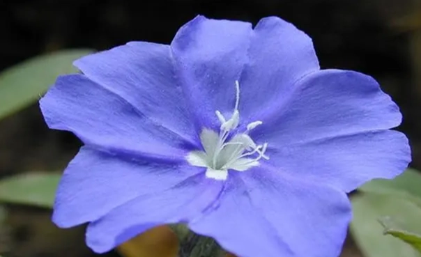 蓝星花 英文 蓝星花 英文