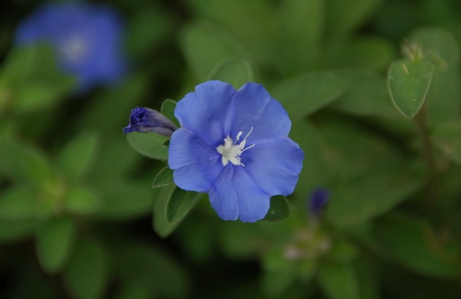 蓝星花 品种