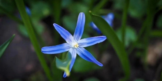 蓝星花 栽培 蓝星花 栽培