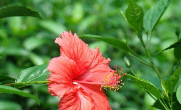 扶桑花種植 扶桑花種植