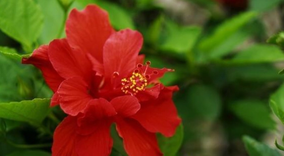 扶桑花種植 扶桑花種植