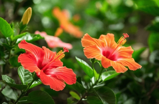 紅色花卉花語 紅色花卉花語
