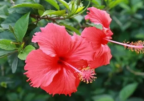 扶桑花象征意義 扶桑花象征意義