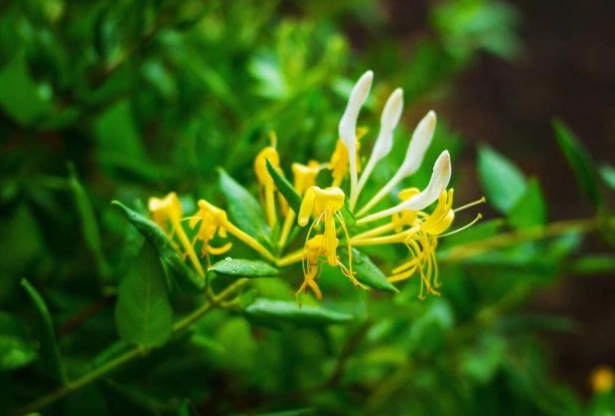 金銀花正確用量 金銀花正確用量